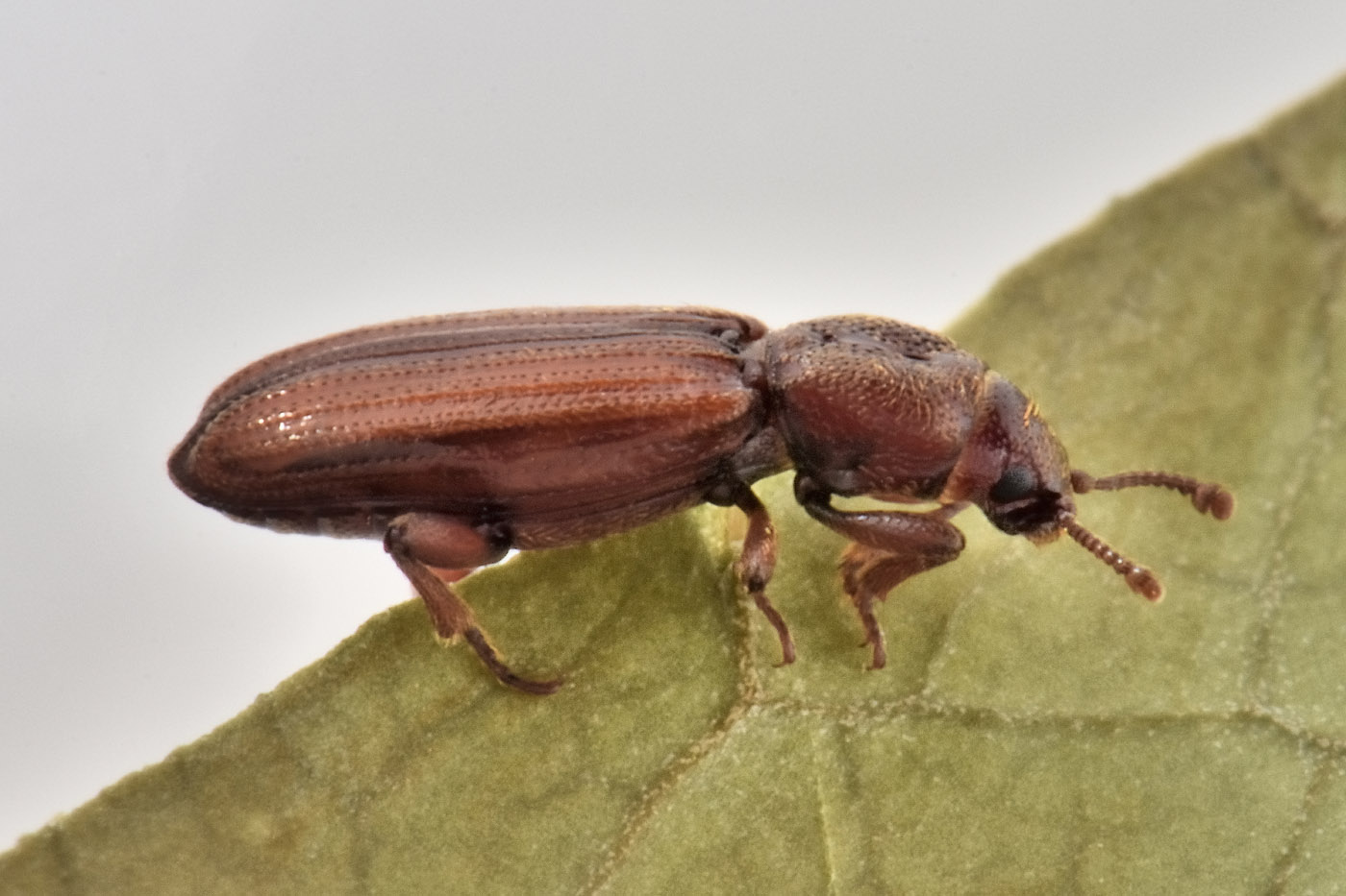 Bothrideridae:  Bothrideres bipunctatus?  S